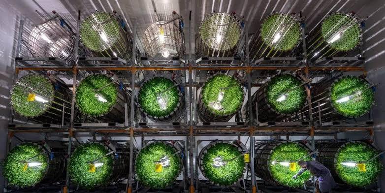 Vertical Farming with Odoo Agriculture